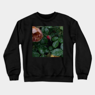 rain garden Crewneck Sweatshirt